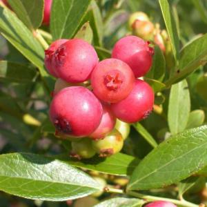 ブルーベリー苗木 苗 ブルーベリーの木 ブルーベリー ピンクレモネード