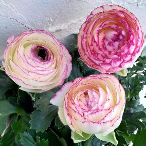 ラナンキュラス エトワール3．5〜4号ポット1株（苗 幾つでも同梱OK