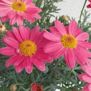 草花の苗 （わけあり特価）マーガレット シンプリーコーラル3.5号ポット