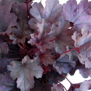 ヒューケラ ドルチェシリーズ 苗 の商品一覧 花 ガーデニング 通販 Yahoo ショッピング