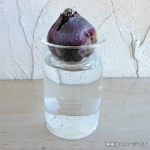 水栽培用ポット：ガラスポットショート（容器のみ） 2個セット｜engei