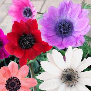 アネモネ 苗 球根 種芋 の商品一覧 花 ガーデニング 通販 Yahoo ショッピング