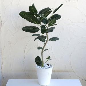 菩提樹 観葉植物の商品一覧 通販 Yahoo ショッピング