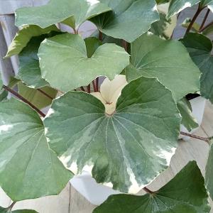 日本花キ流通 つわぶき（石蕗）三色紅葉 4号鉢 つわぶき 山野草 花苗