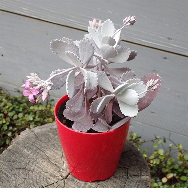 草花の苗 カランコエ プミラ（白銀の舞）3.5号ポット