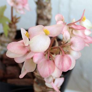 観葉植物 さくらベゴニア3.5号鉢植えの商品画像