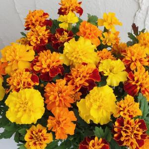 草花の苗 ばらまきマリーゴールド マリーちゃん2.5号ポット 2株セット