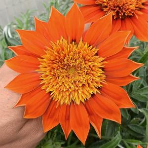 オオデマリ ジェミニ 5号ポット苗 咲き分け品種 : 苗木部 花ひろば