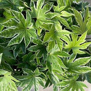 ◆タイサンボク　リトルジェム◆シンボルツリー◆レアな接木苗◆ タイサンボク リトルジェム 3.5号ポット 挿し木苗 苗木 : エスフルール