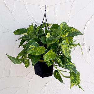 観葉植物 グラスツリー ブルーノニス（クサントロエア）3号ポット