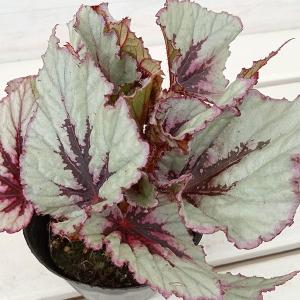観葉植物 鉢花 苗：バンクシア ヌタンス*5号 Banksia nutans : 遊恵
