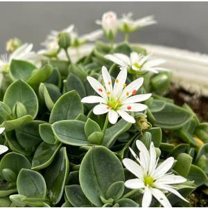 山野草の苗 シコタンハコベ（ステラリア ルスキフォリア 色丹繁縷・雪花火）3号ポット