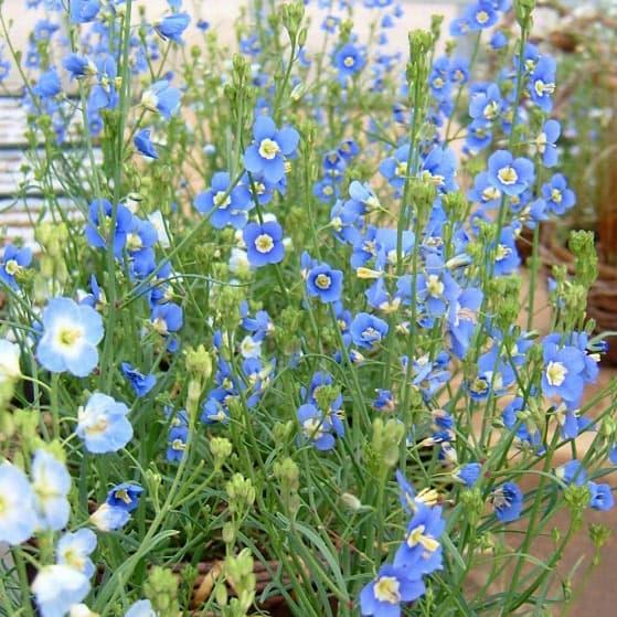 草花の苗 ヘリオフィラ 3号ポット