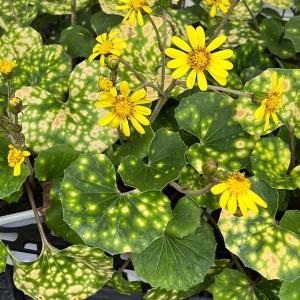 山野草の苗 ツワブキ 天星(テンボシ)5号鉢植えの商品画像