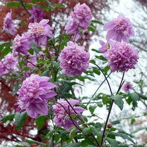 草花の苗 皇帝ダリア(八重咲き)3.5号ポット 2株セット