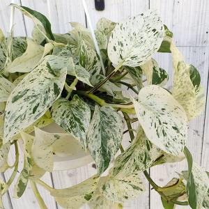 観葉植物 ポトス マーブルの商品一覧 通販 Yahoo ショッピング