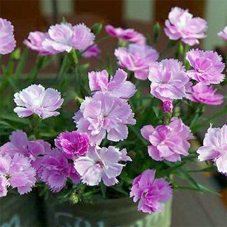 草花の苗/ナデシコ（四季咲き芳香八重）：ピンクパフューム（ピンクの香水）3号ポット 2株セット