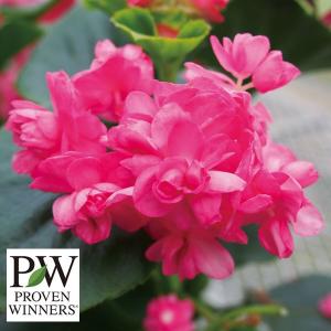 ベゴニア 苗 花の苗 の商品一覧 苗 花 ガーデニング 通販 Yahoo ショッピング