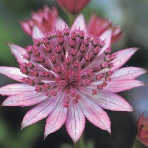 アルブカ・フミリス】3号鉢・ユリ科・球根植物・多肉植物 : 花工房