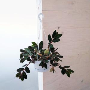 観葉植物 ペリオニア 5号吊り鉢
