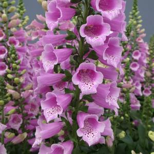 ジギタリス 苗の商品一覧 通販 Yahoo ショッピング