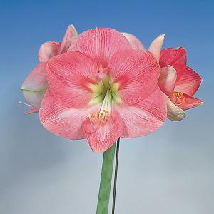 アマリリス 花 ピンク 花の球根 の商品一覧 球根 種芋 花 ガーデニング 通販 Yahoo ショッピング