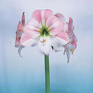 アマリリス 花 ピンク 花の球根 の商品一覧 球根 種芋 花 ガーデニング 通販 Yahoo ショッピング