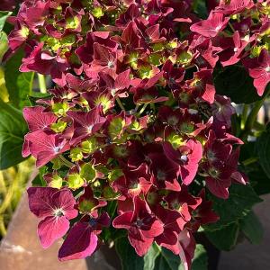 日本花キ流通 ラベンダー グロッソ 大株 6号鉢 送料無料 宿根草