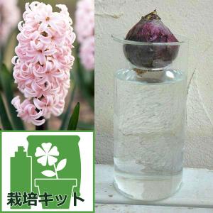 球根 水栽培 ポットの商品一覧 通販 Yahoo ショッピング