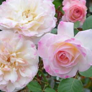 マユハケオモト 苗 3.5号 眉刷毛万年青 ハエマンサス 241015 : お花処
