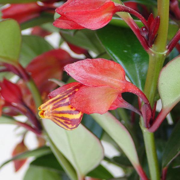 ヒポシルタ（金魚の木）5号鉢植え