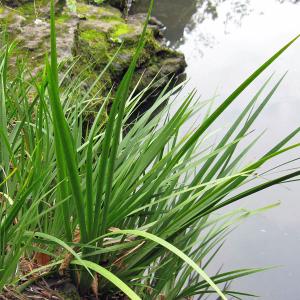 観葉植物：蘇鉄（ソテツ） 3本立((陶器鉢（舟形）／ホワイトorブラック
