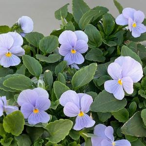 パンジー アンティークラッフル フリルブルーの苗 1株 : 植物・園芸