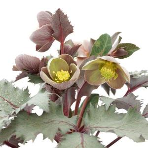 塊根植物：イポメア・ホルビー : 遊恵盆栽 Yahoo!店 - 通販 - Yahoo