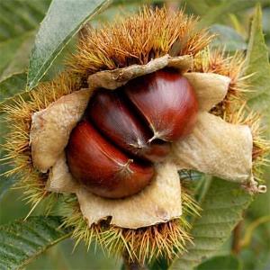 栗 苗木 苗 大実天津甘栗（中国栗系大実）：果樹苗 : 日本花卉ガーデン