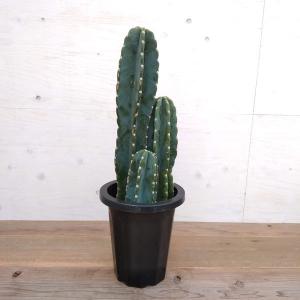 柱サボテンの商品一覧 通販 Yahoo ショッピング