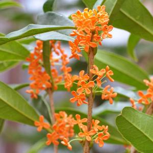 金木犀 鉢植え 花 ガーデニング の商品一覧 通販 Yahoo ショッピング