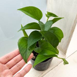 観葉植物 ポトス パーフェクトグリーン3号ポット