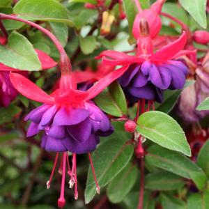 フクシア 花の商品一覧 通販 Yahoo ショッピング