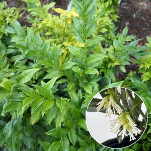 日陰 で 育つ 植物 常緑 低木 果樹の苗 苗木 の商品一覧 花 ガーデニング 通販 Yahoo ショッピング