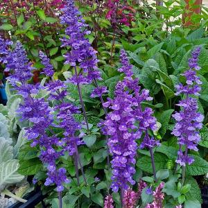 園芸ネット サルビア セージ の仲間 草花の苗 Yahoo ショッピング