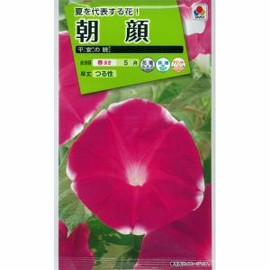 アサガオ（イポメア） 大輪朝顔 平安の暁 花タネ