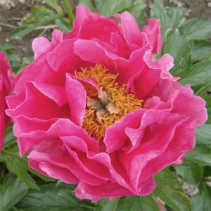 芍薬 ニッポンビューティー 4号ポット苗 : 苗木部 花ひろばオンライン