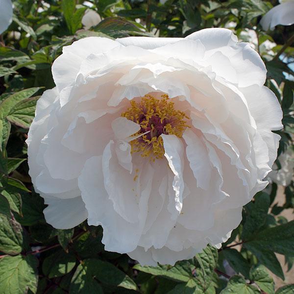 花木 庭木の苗/牡丹（ぼたん）：玉兎（たまうさぎ）3年生苗6号ポット