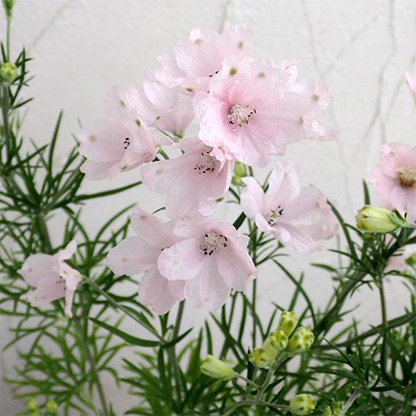 草花の苗/デルフィニウム：さくらひめ3.5号ポット