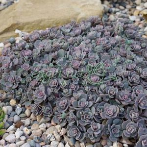 日本花キ流通 多肉植物 asリトープス トップレッド 多肉植物