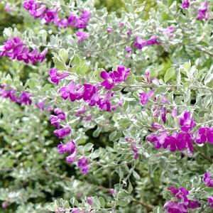 吉本花城園 綺麗な紫花が魅力 レウコフィルム シルバーリーフが美しい