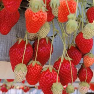 いちご苗 紅ほっぺ 3株 / 家庭菜園 イチゴ苗 苺苗 イチゴの苗 いちごの