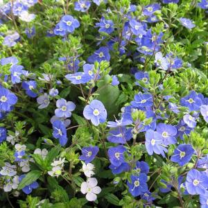 塊根植物：アデニア ステイローサ レッドリーフ*塊幅2.5cm 現品 一品