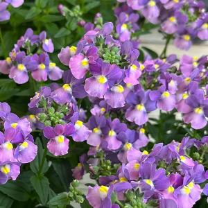 2026年2月】菊の苗のおすすめ人気ランキング - Yahoo!ショッピング